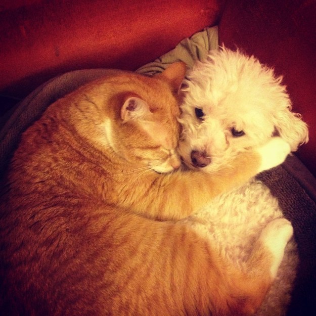 Perros y gatos