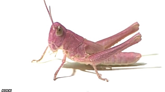 langosta rosa
