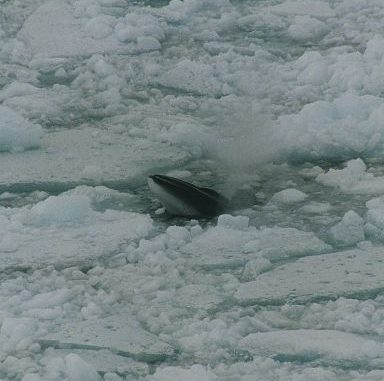 Ballena