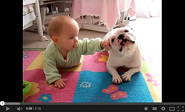 Bulldog Sophie