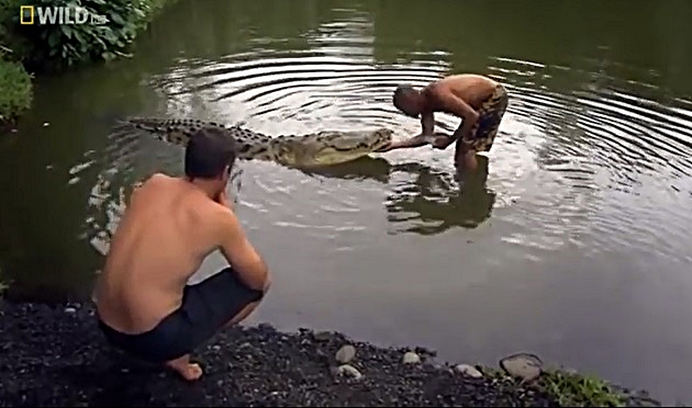Cocodrilo domesticado