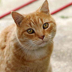 Gato