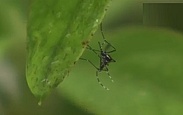 Mosquito captado en Tokio por NHK