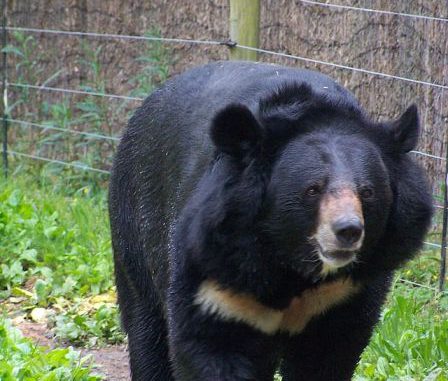 Oso