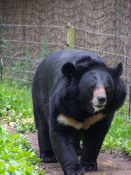 Oso