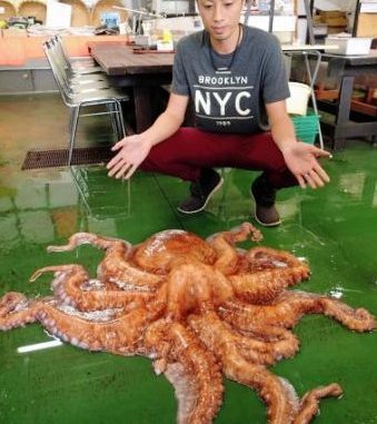 Pulpo con 10 tentaculos