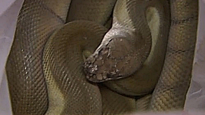 Serpiente-en-Yamaguchi