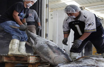 Atun mexicano