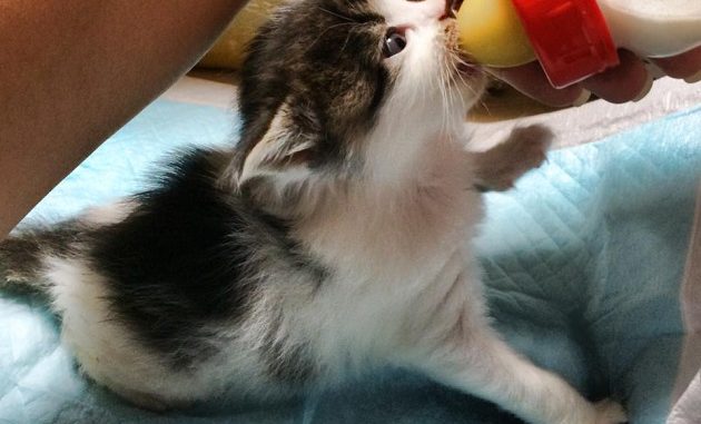 Cria alimentada por SOS Gatos en Aichi