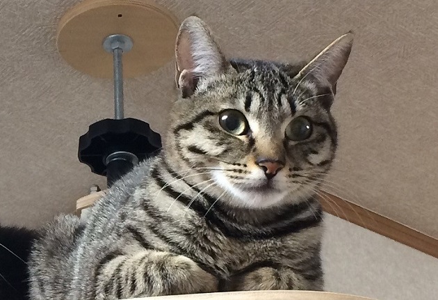 Gato ofrecido en adopción con el código 0322