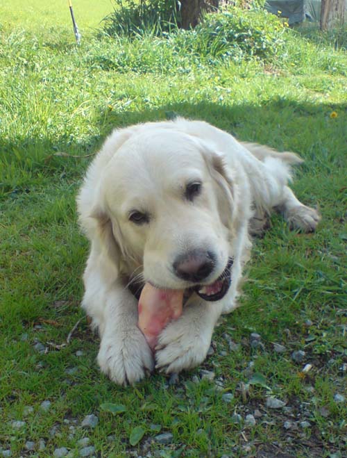 Perro