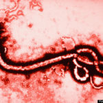 o-EBOLA-570