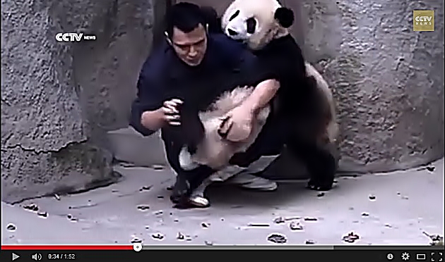 panda