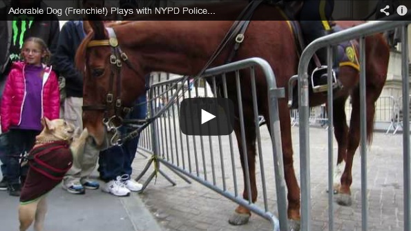 perro y caballo