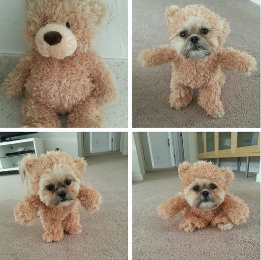De perro a oso de peluche.