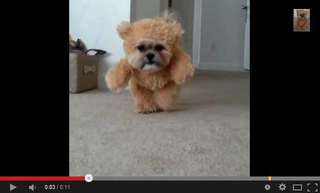 de perro a oso 2