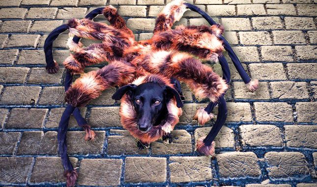Perro-araña