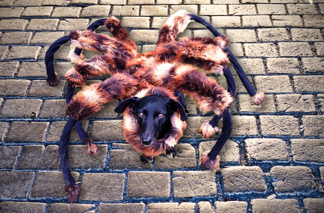 Perro-araña