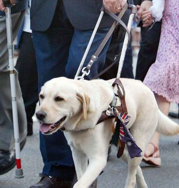 Perro guía