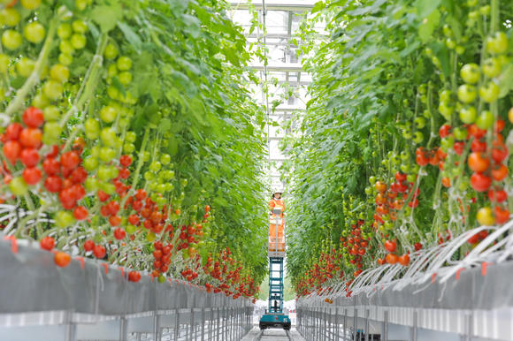 Plantas de tomate alcanzan una altura de 4 metros (foto Nikkei)