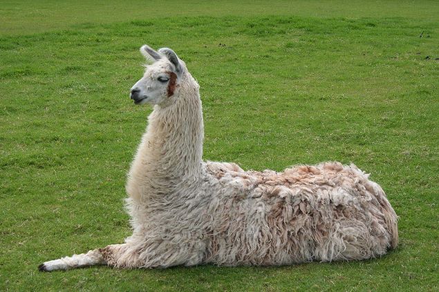 La llama, insospechada benefactora (foto Johann Dréo)