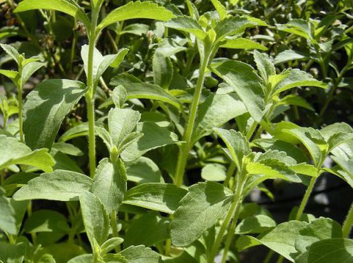 Stevia