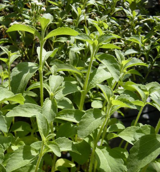 La stevia es una alternativa en la búsqueda de mejores hábitos alimentarios (foto Ethel Aardvak)