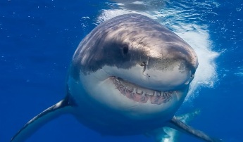 Tiburón