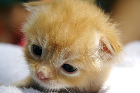Gatito