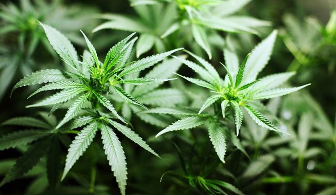 siembra-de-marihuana