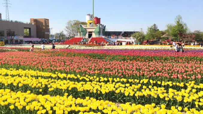 Tonami Tulip Festival en Toyama