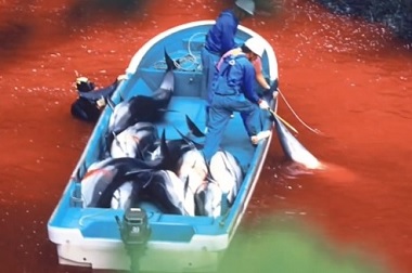caza de delfines t