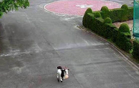 Cabra