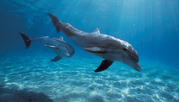 Delfines