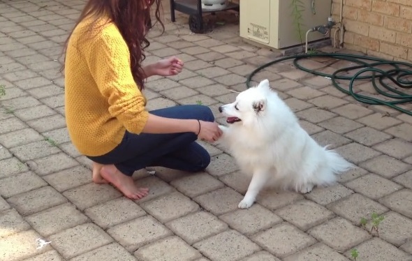 Perro