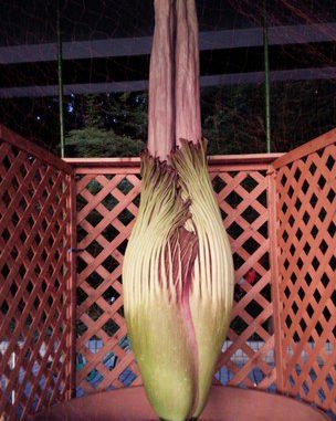 Aro gigante