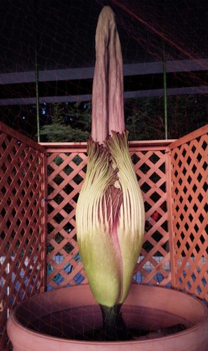 Aro gigante (foto tokyo-park.or.jp)