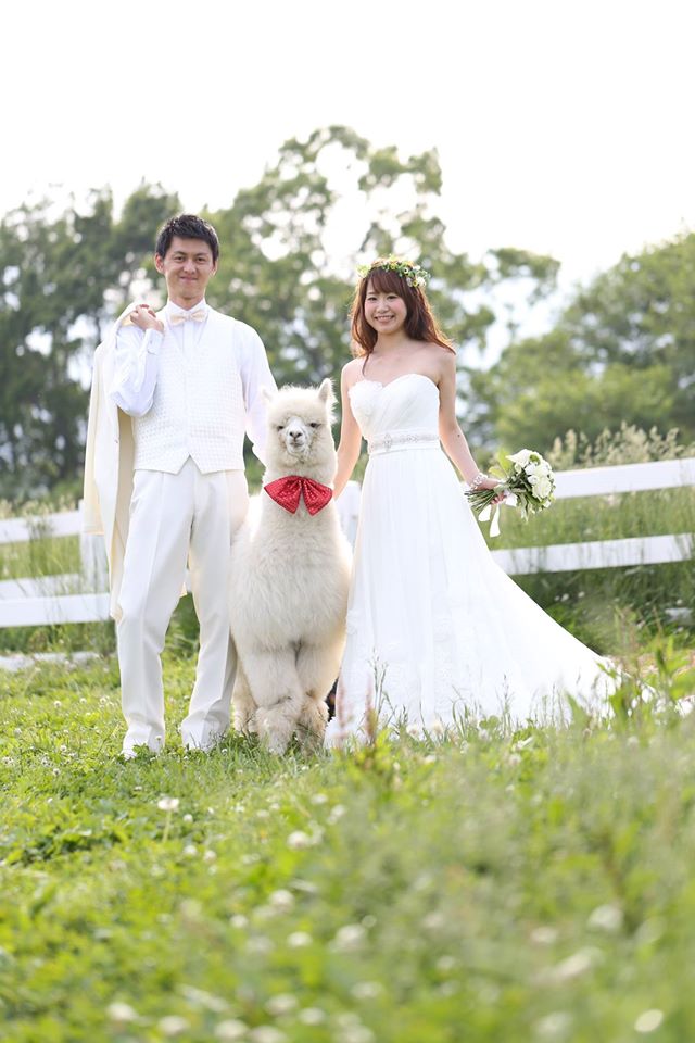 Boda con alpaca