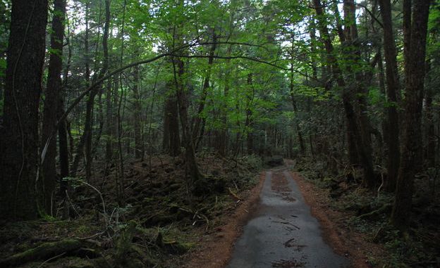 Bosque de Aokigahara