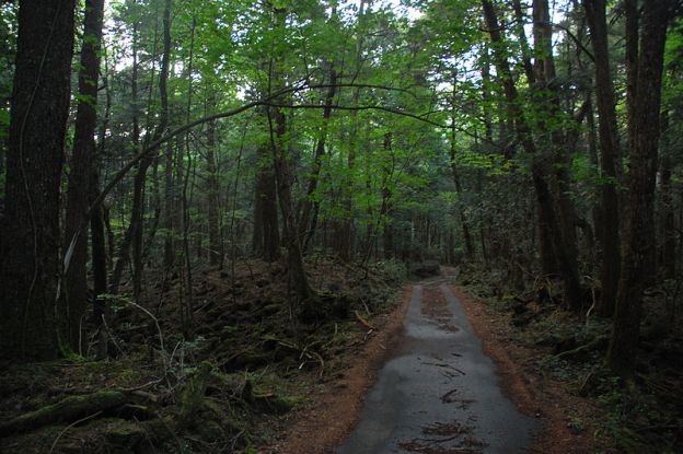 Bosque de Aokigahara, lugar elegido por muchos suicidas (foto Simon / Wikipedia)