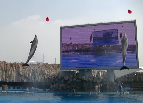 Delfines