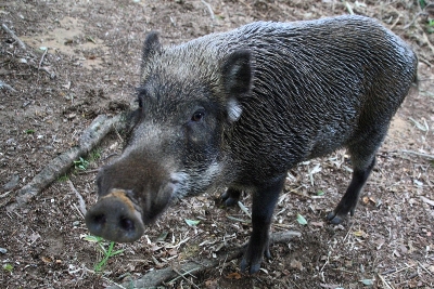 Jabalí