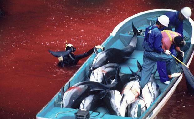 Taiji