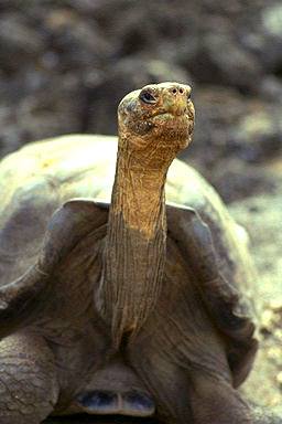 Tortuga gigante de Aldabra