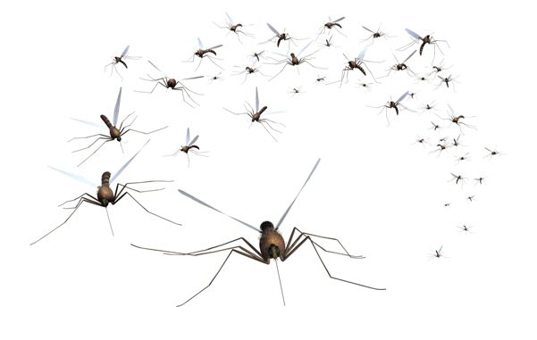 Mosquitos