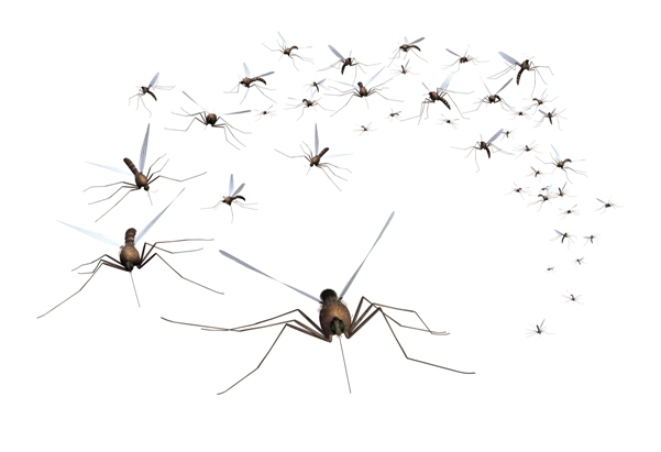 Mosquitos