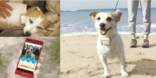 Pet Fit