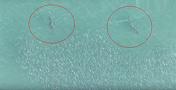 Tiburones en Ibaraki