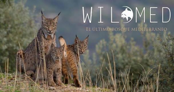 Wilmed