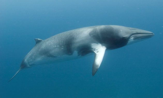 Ballena